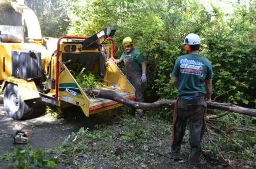 tree services Lauderdale-by-the-Sea